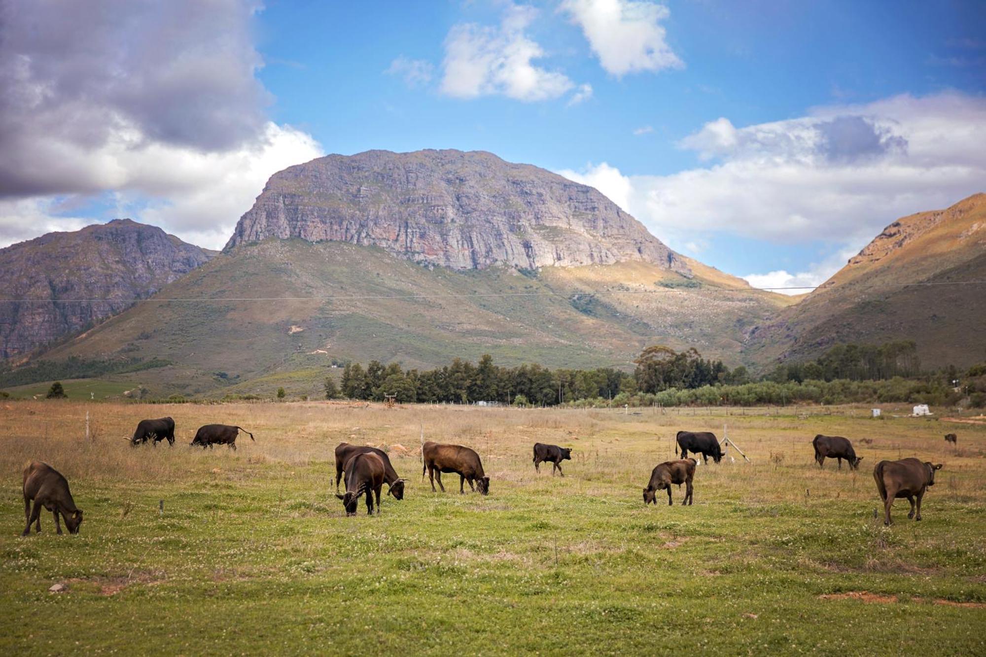 Wagyu Mountain Lodge Paarl Exterior foto